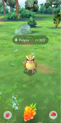 golden razz berry